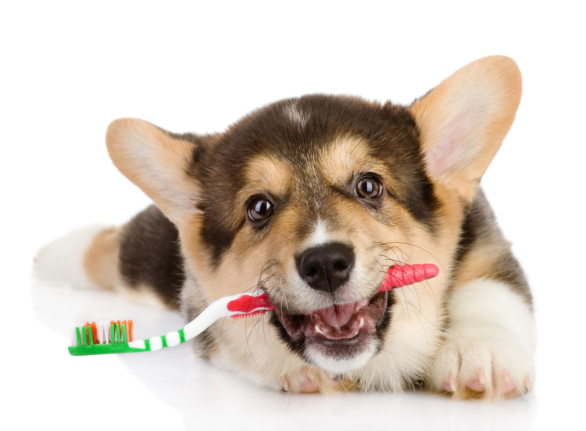 dog teeth — canine teeth in citrus heights, ca